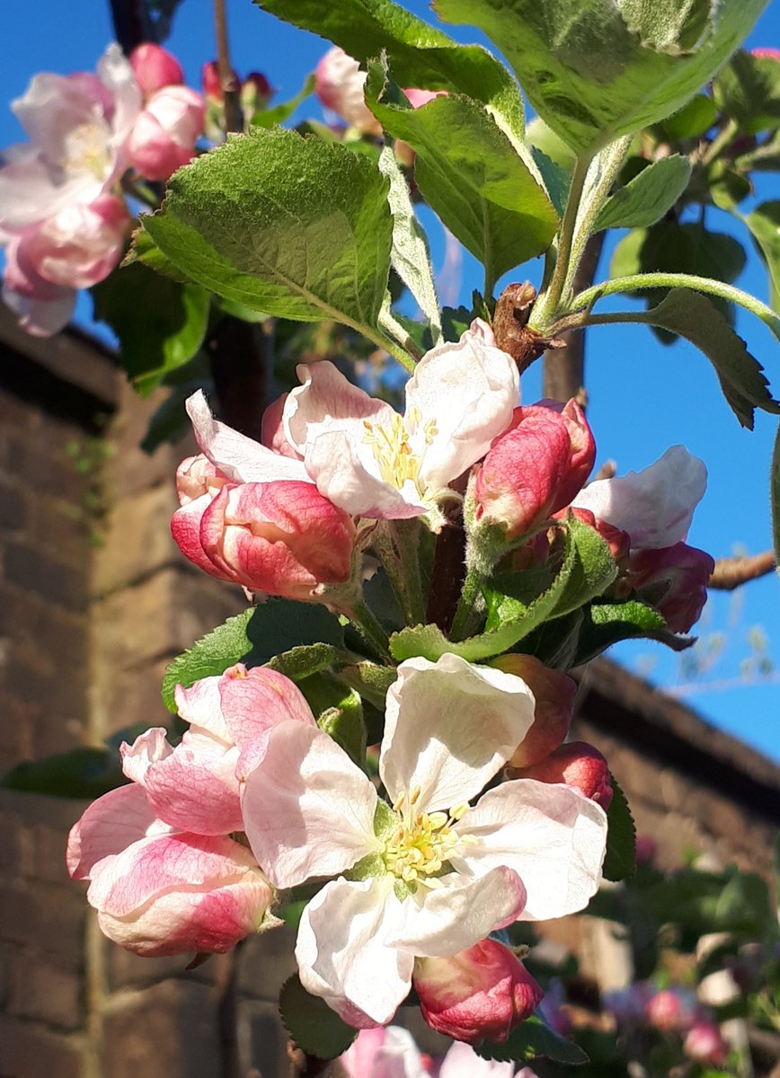 JoanneW36540165's tweet photo. Apple blossom is designed, by nature, to look glorious against a clear blue backdrop 😍
#kitchengarden #fruitttrees #gyo #gardens #gardening #springgardens https://t.co/RoG9iaxYq6