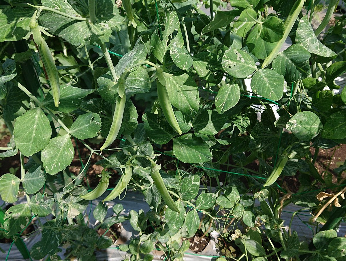 Tama 家庭菜園 على تويتر スナップエンドウと絹さやがいっぱい 家庭菜園 世田谷 絹さや スナップエンドウ