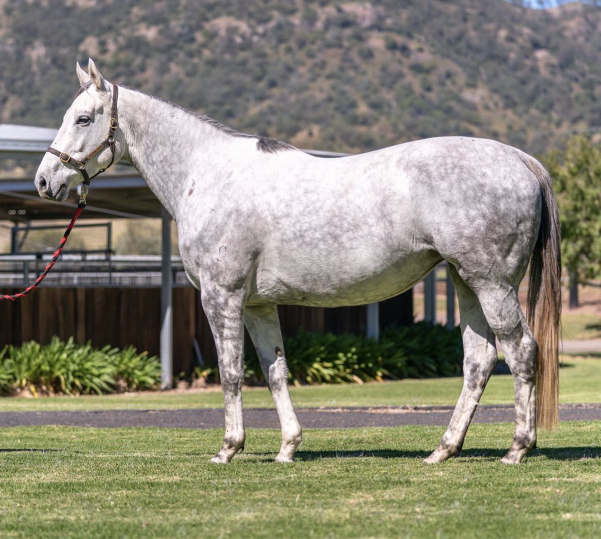 JoryBloodstock's tweet photo. Purchase no.2 at @inglis_sales is Moneefa - Lot 475. She’s on her way to @LenevaP to see #FierceImpact . The cross of #DeepImpact over #Tapit mares running at 14% G1W/RNRS🤞🏼 https://t.co/avUulaR8lT