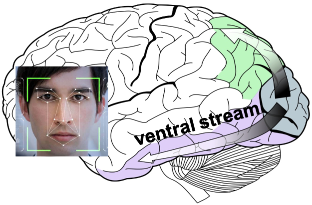 Some functional  #neuroscience: Inf temp lobe is involved in higher order visual processing along the ventral stream (the "what is it" path of visual sensory processing color/object/word/face/body perception/recognition/identification, & associated cognitive functions)12/13