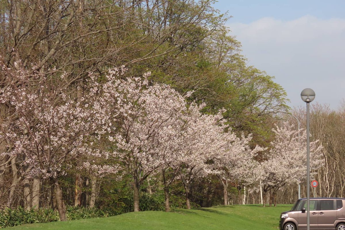 よっちゃん 5 8 ほぼドライブスルーで桜を見た 桜 サクラ さくら 戸田霊園 景色 景色写真 デジカメ写真 カメラ初心者 よっちゃん 5 8 ほぼドライブスルーで桜を見た 桜 サクラ さくら 戸田霊園 景色 景色写真 デジカメ写真 カメラ初心者