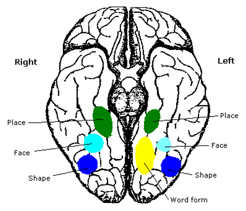 FaceFusiformArea-holistic processing of facial features (lesion: prosopagnosia). ParahippocampalPlaceArea- processing of complex scenes. Neuroscientists use these known areas in fMRIexperiments to test how sensory activity is affected by executive modulation from PFC. 13/13