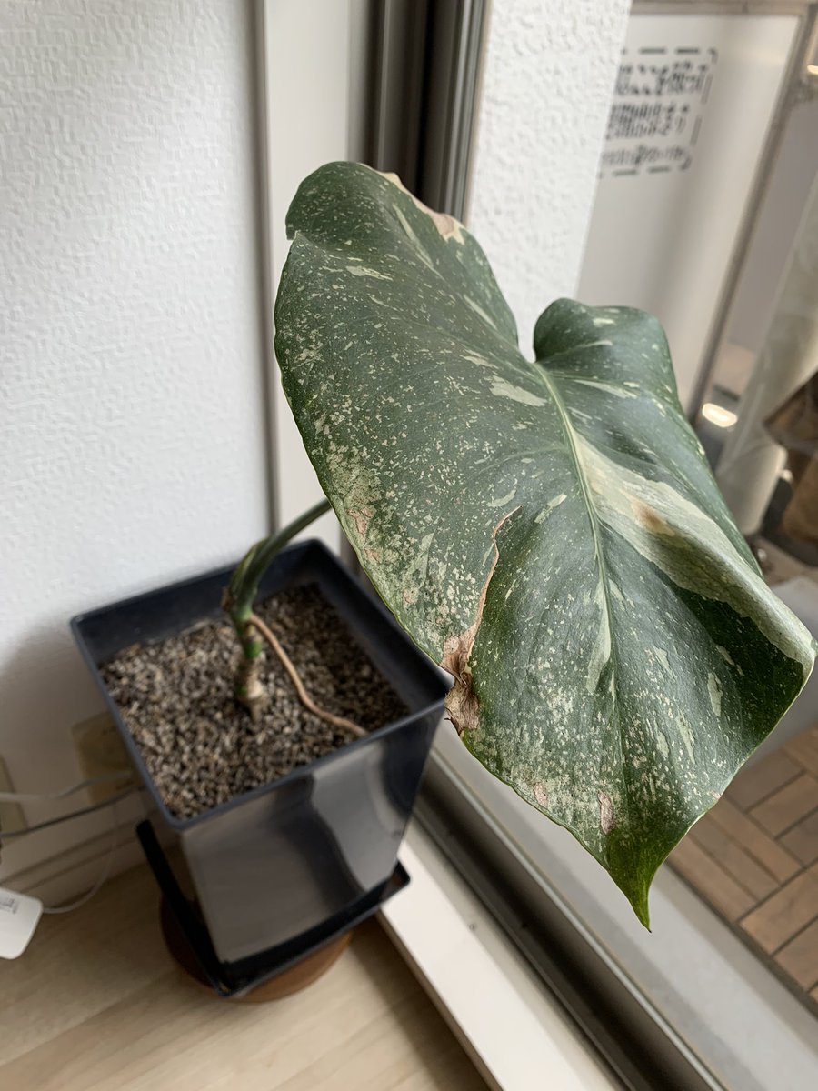 Life Magic tweet media