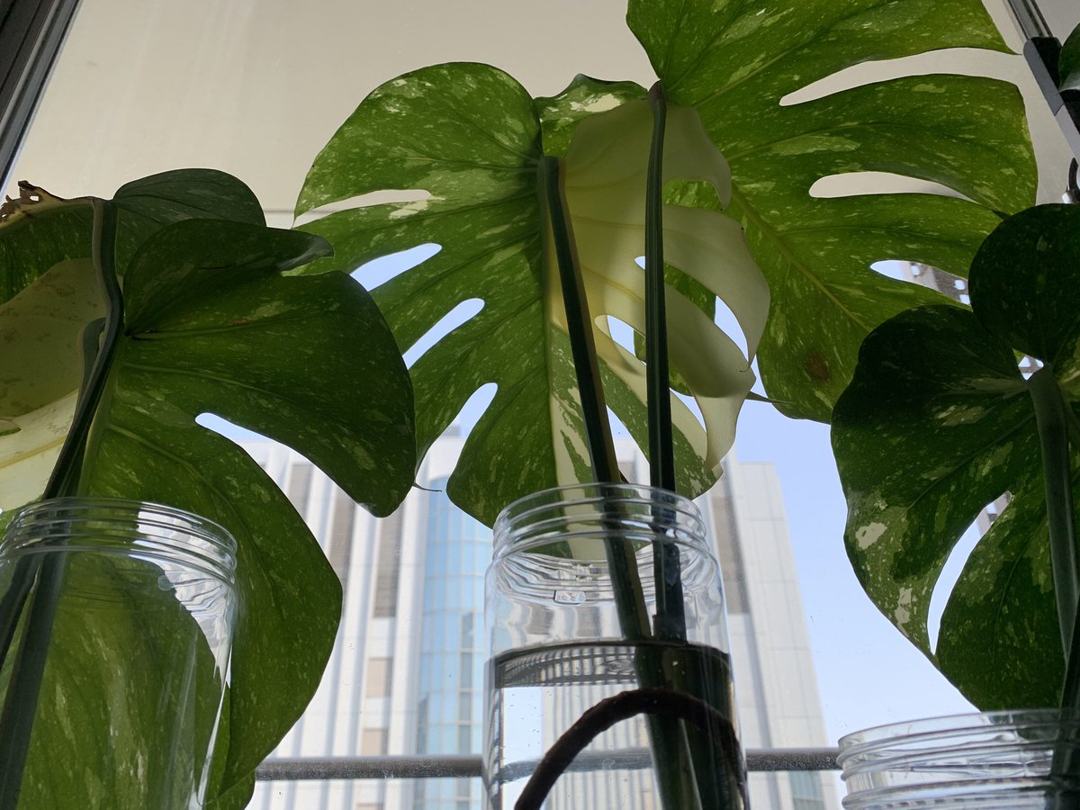 Life Magic tweet media