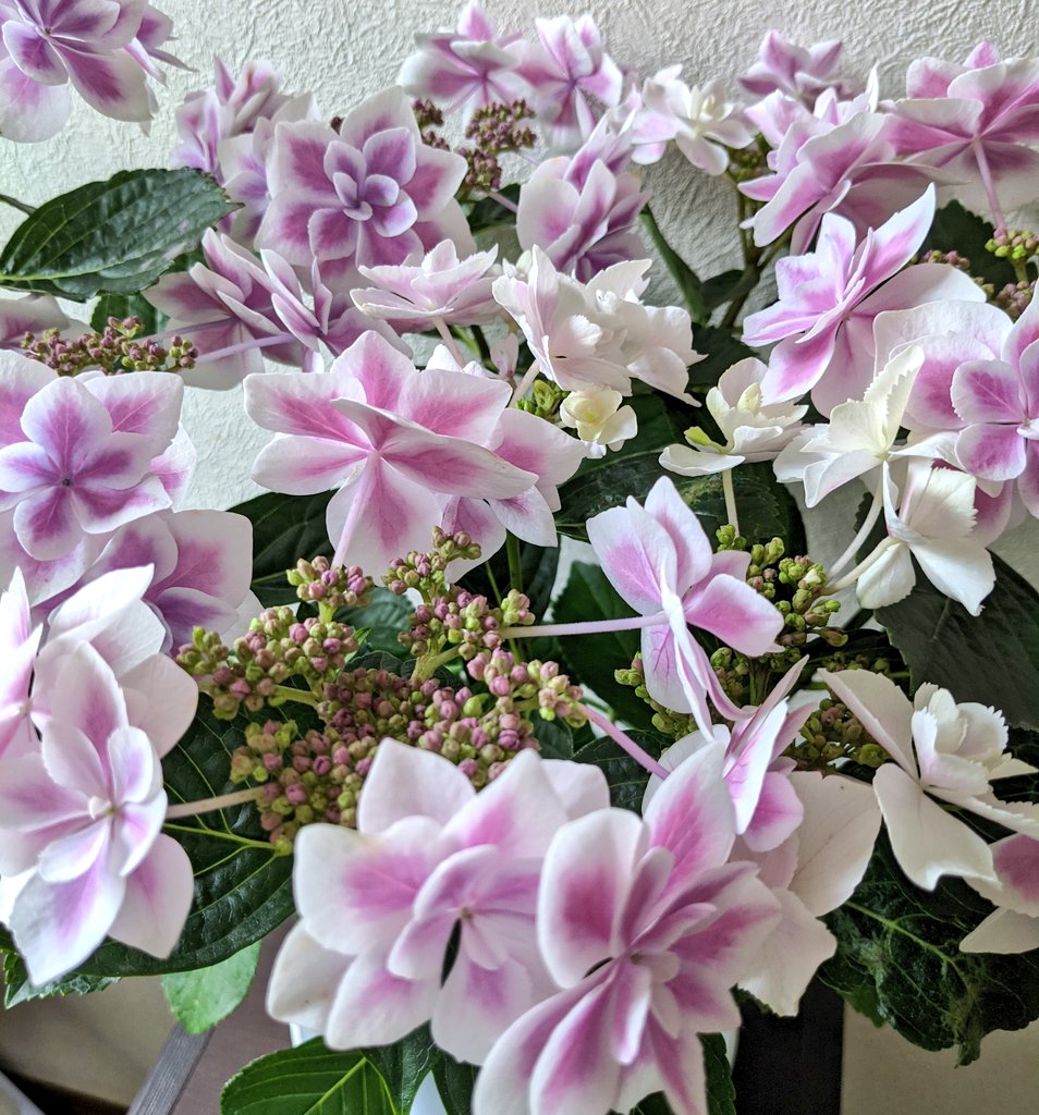 アジサイコンペイトウ