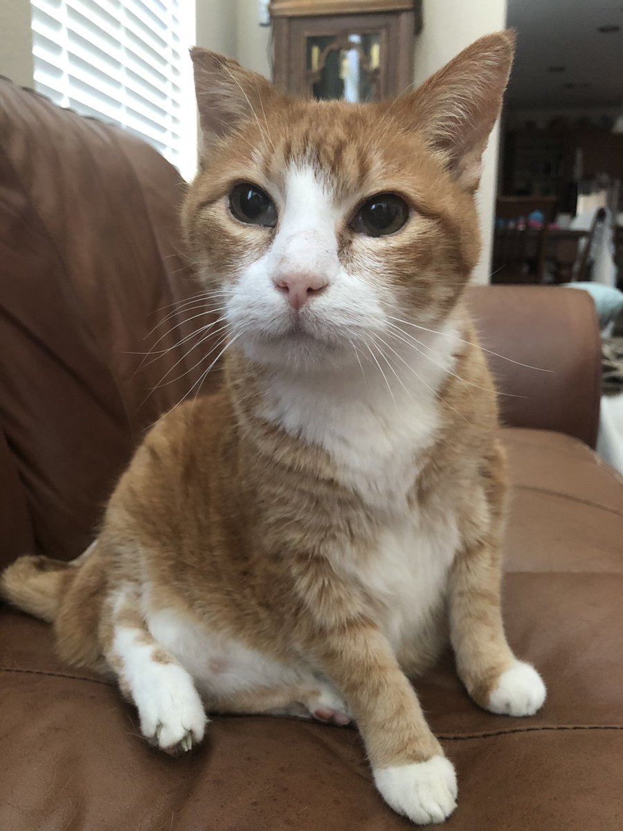 BobTheNinjaCat's tweet photo. Hi Y’all! 😊 https://t.co/vCLXbQjbDq