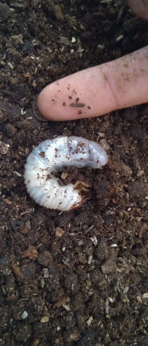 カブトムシ幼虫 カブトムシ幼虫