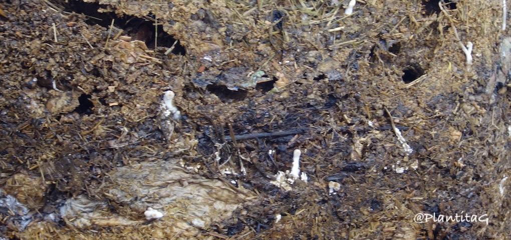 El mejor amigo del jardinero es el compost.
Fascinante. Poco a poco.