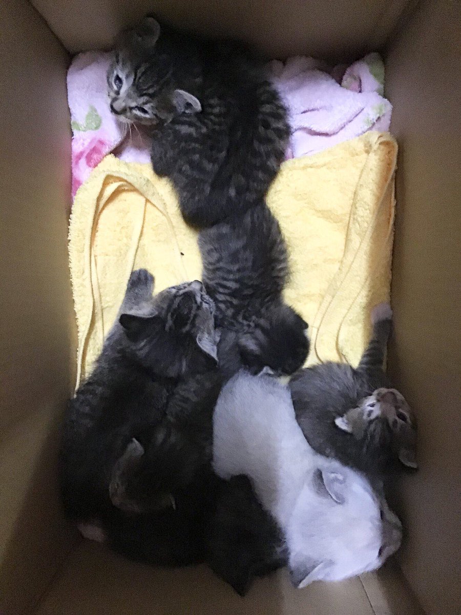atami_kusunoki's tweet photo. 子猫7匹とママ猫2匹保護💦ママを一緒に保護できたから子育て落ち着いたら不妊手術できる　何度も言ってますが餌やりと不妊手術はセット！そうしないと子猫は永遠に生まれる　可哀想でご飯だけあげて　お腹大きいかも⁈  
子猫生まれた〜と騒がないで〜

#里親募集 #保護猫 
#猫好きさんと繋がりたい https://t.co/Ek2K8Ej6x2