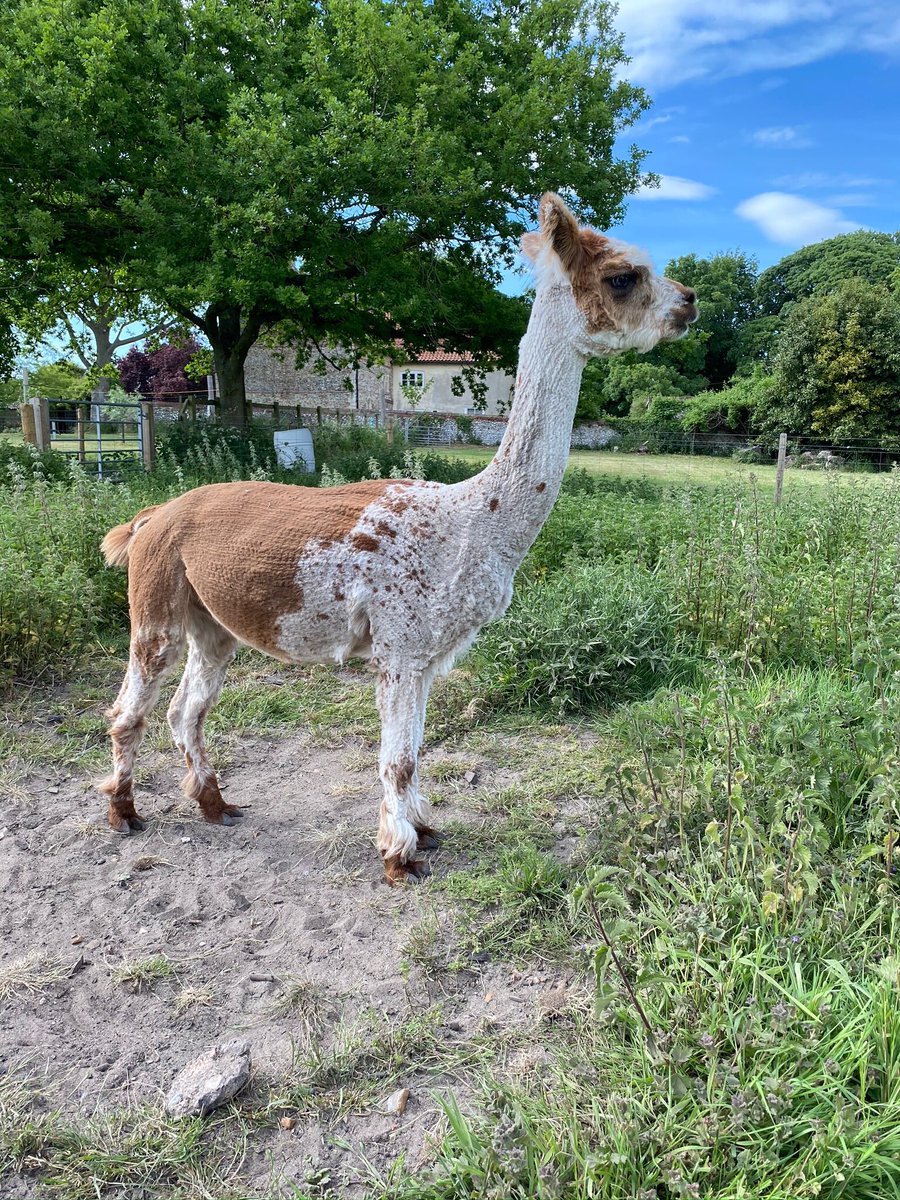 College Farm Norfolk tweet media