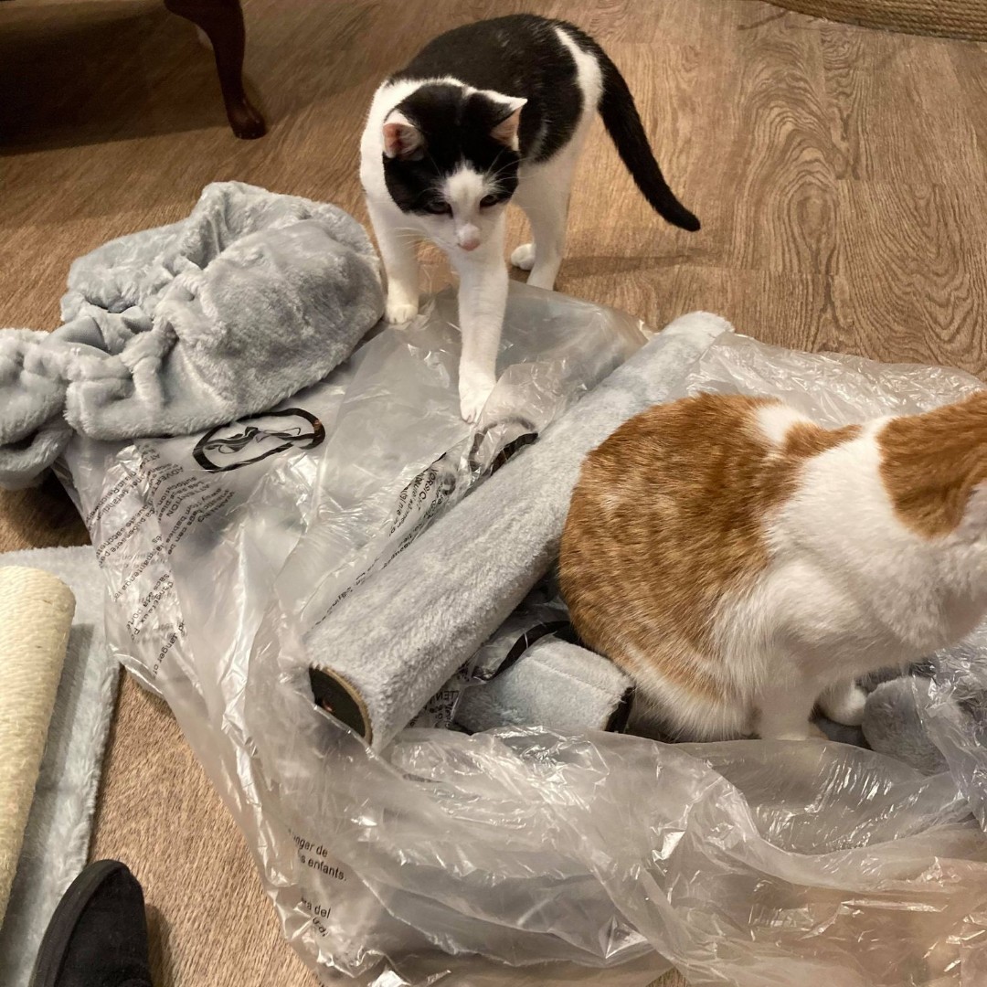 KittyCafeUK1's tweet photo. Trying to build a new cat tree but it's already purrfect, apparently! 😹 https://t.co/iqaOGFZA39