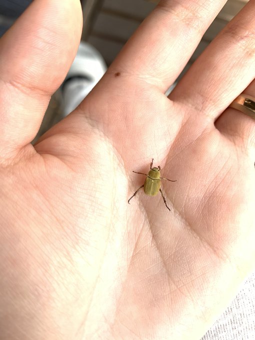 虫の名前のtwitterイラスト検索結果