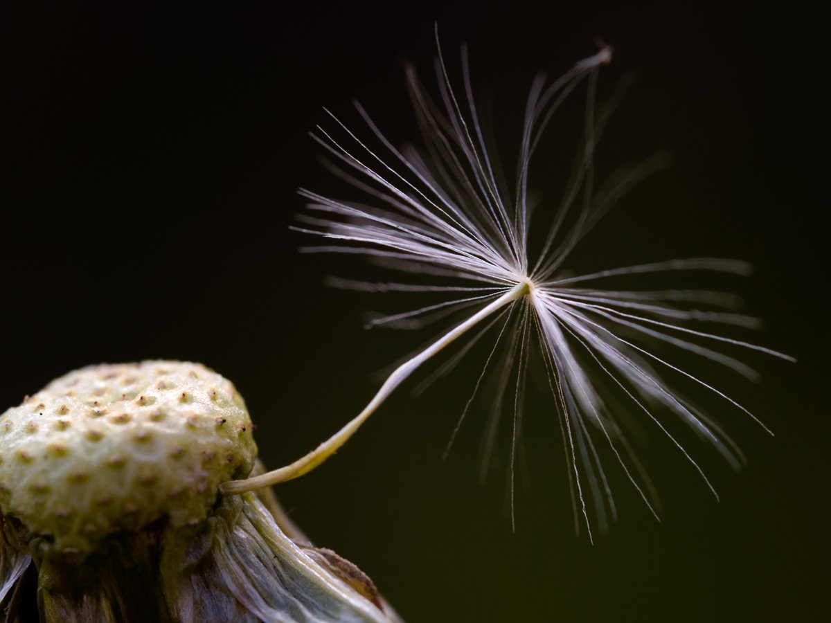 OlympusUK's tweet photo. Happy #GardenDayUK – here's some inspiration from @g_radfordphoto to get you and your camera outside! https://t.co/XWx4YrfSx6 Keep us tagged in your own garden photos: we'd love to see what you spot today! #GardenDay #NaturePhotography #Gardening https://t.co/YFCLOlcqU1