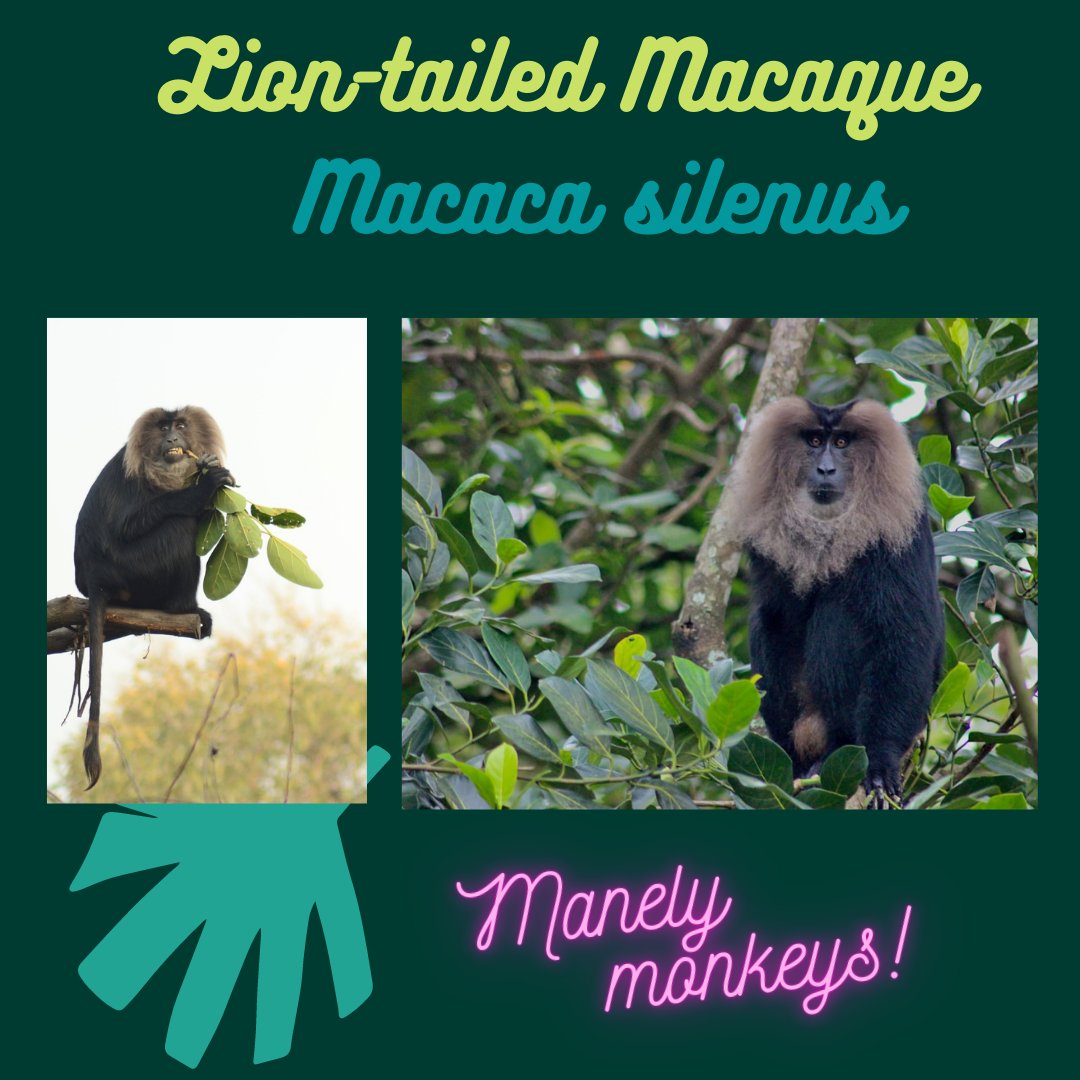 On the last day of  #InternationalMacaqueWeek, here are three more gorgeous species of macaques from south  #India -6. The regal, endemic and endangered lion-tailed macaque! #IndianPrimates  #Scicomm  #MacaqueSquad  #PrimateTrivia PC:  @taniyagill2 & K. Mohan