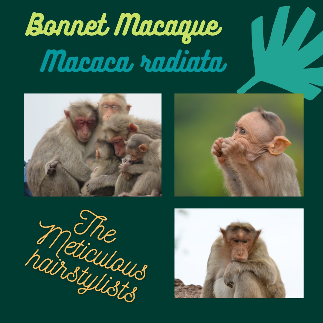 Next up on  #InternationalMacaqueWeek is -7. The wide-spread and ever-adapting bonnet macaque! #PrimateTrivia  #SciComm  #MacaqueSquad  #IndianPrimates PC:  @Partha_Marcus &  @Ishikamacaca