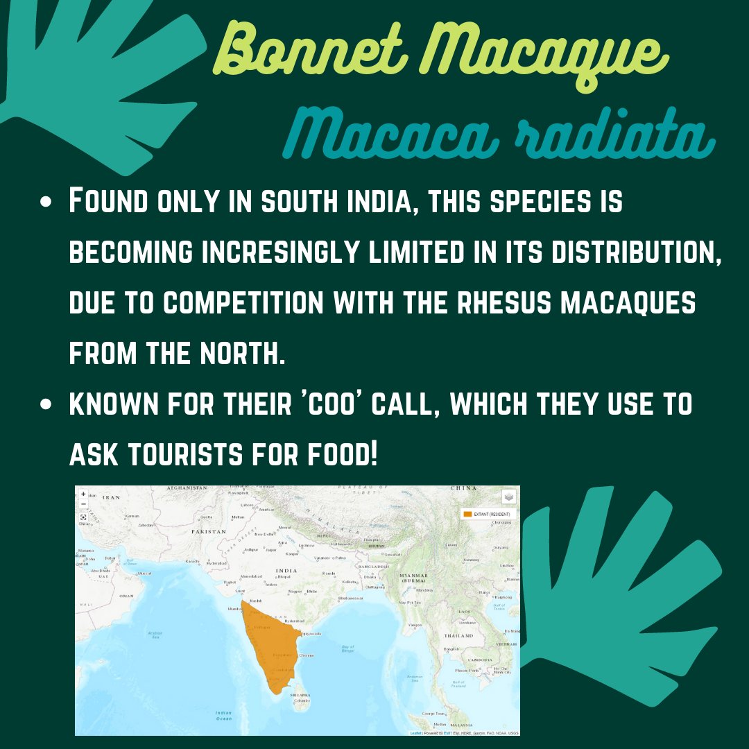 Next up on  #InternationalMacaqueWeek is -7. The wide-spread and ever-adapting bonnet macaque! #PrimateTrivia  #SciComm  #MacaqueSquad  #IndianPrimates PC:  @Partha_Marcus &  @Ishikamacaca