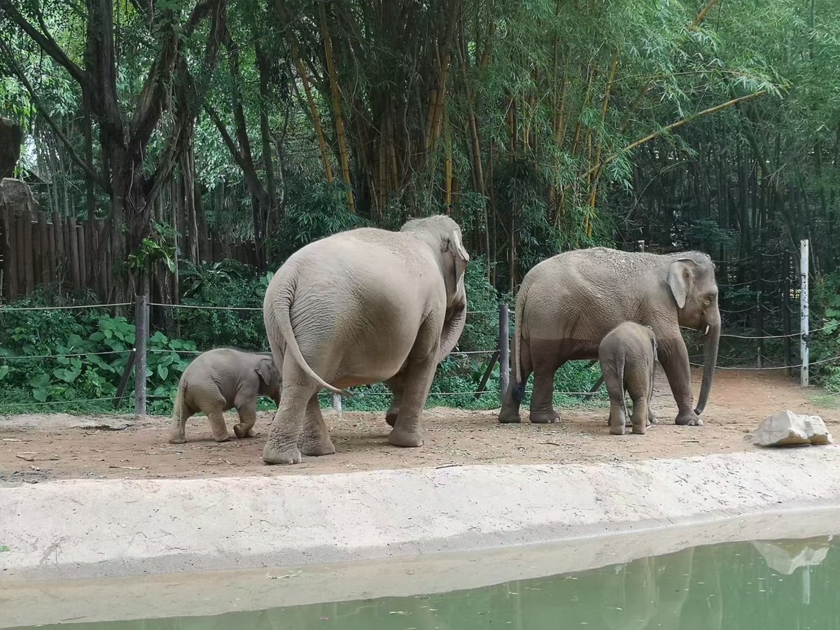 paulcaisd's tweet photo. 💐 Happy Mother's Day 💐
Feel love in nature 🐘🦆🦃🌼
#MothersDay #mothersdaygifts #MothersDayWeekend https://t.co/kIqVleqYYk