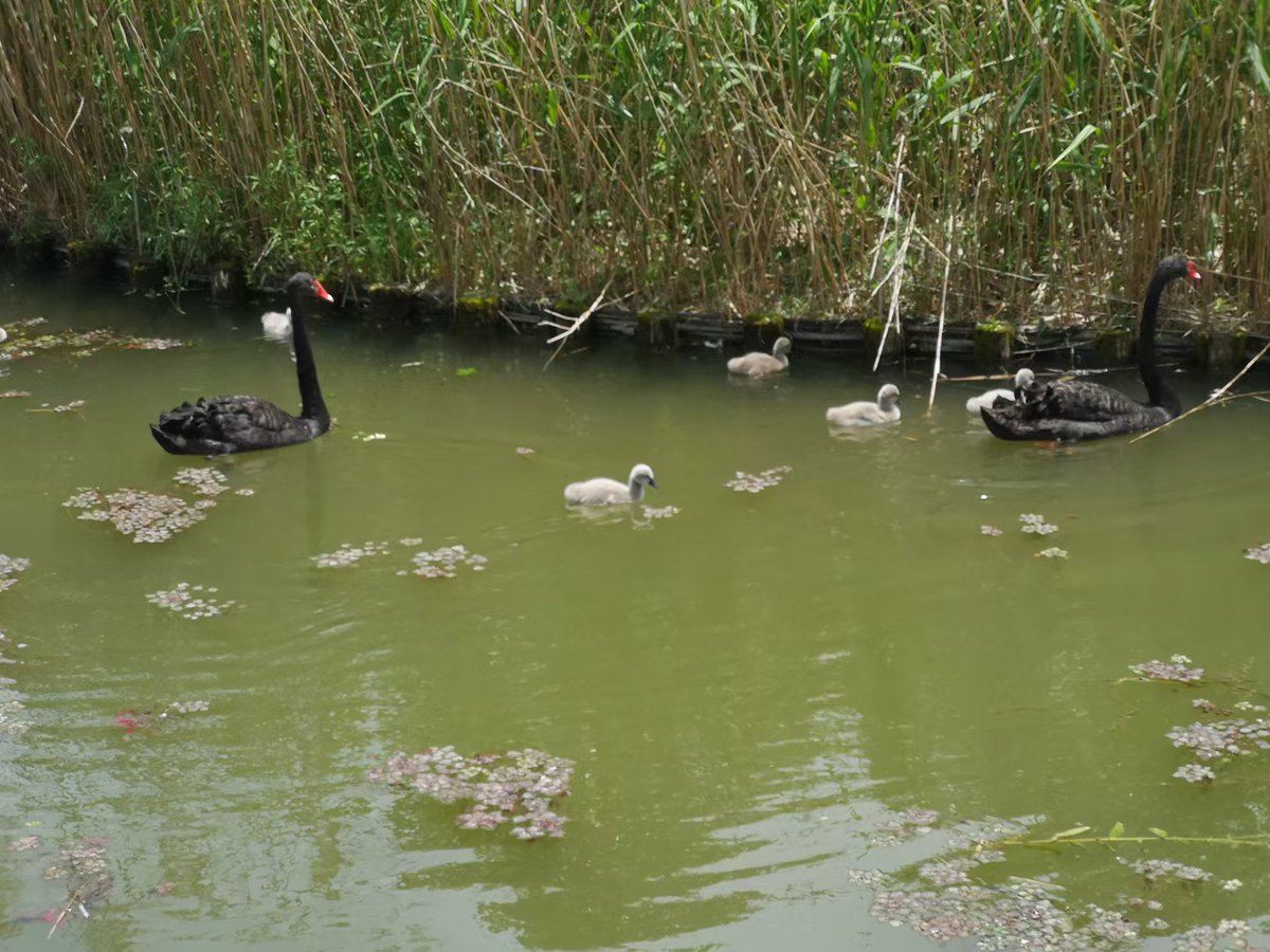 paulcaisd's tweet photo. 💐 Happy Mother's Day 💐
Feel love in nature 🐘🦆🦃🌼
#MothersDay #mothersdaygifts #MothersDayWeekend https://t.co/kIqVleqYYk