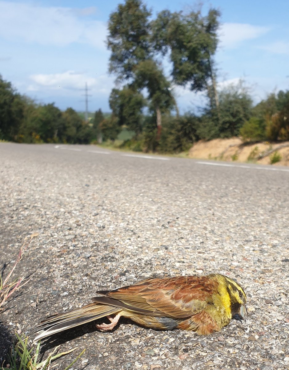 Fi del confinament. Tornem a la "nostra trista" normalitat!!