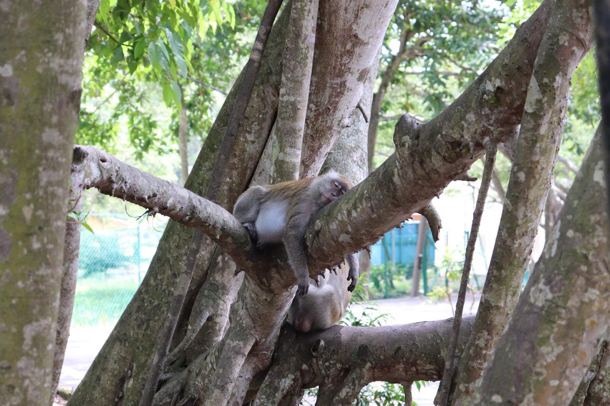 Macaque_Week's tweet photo. Today we're looking at Animal Neighbours Project.

Veterinarian Sharmini Julita Paramasivam started the project in 2014 to increase awareness about coexisting harmoniously with wildlife.

Photo is from the project’s Facebook page. https://t.co/T7SEg37ewO