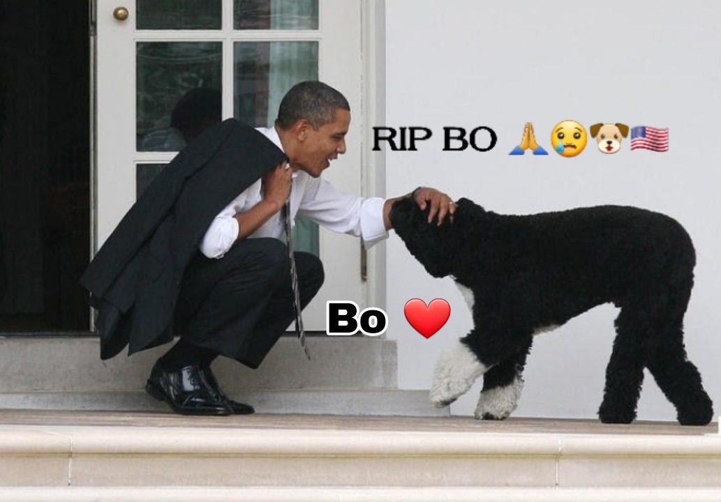 W0LF_IN_L0VE's tweet photo. @30millionsdamis @BarackObama #RIPBo 🙏🐶🇺🇸 #RIPBoObama 🙏🐶🇺🇸 https://t.co/SkRybrmoLT