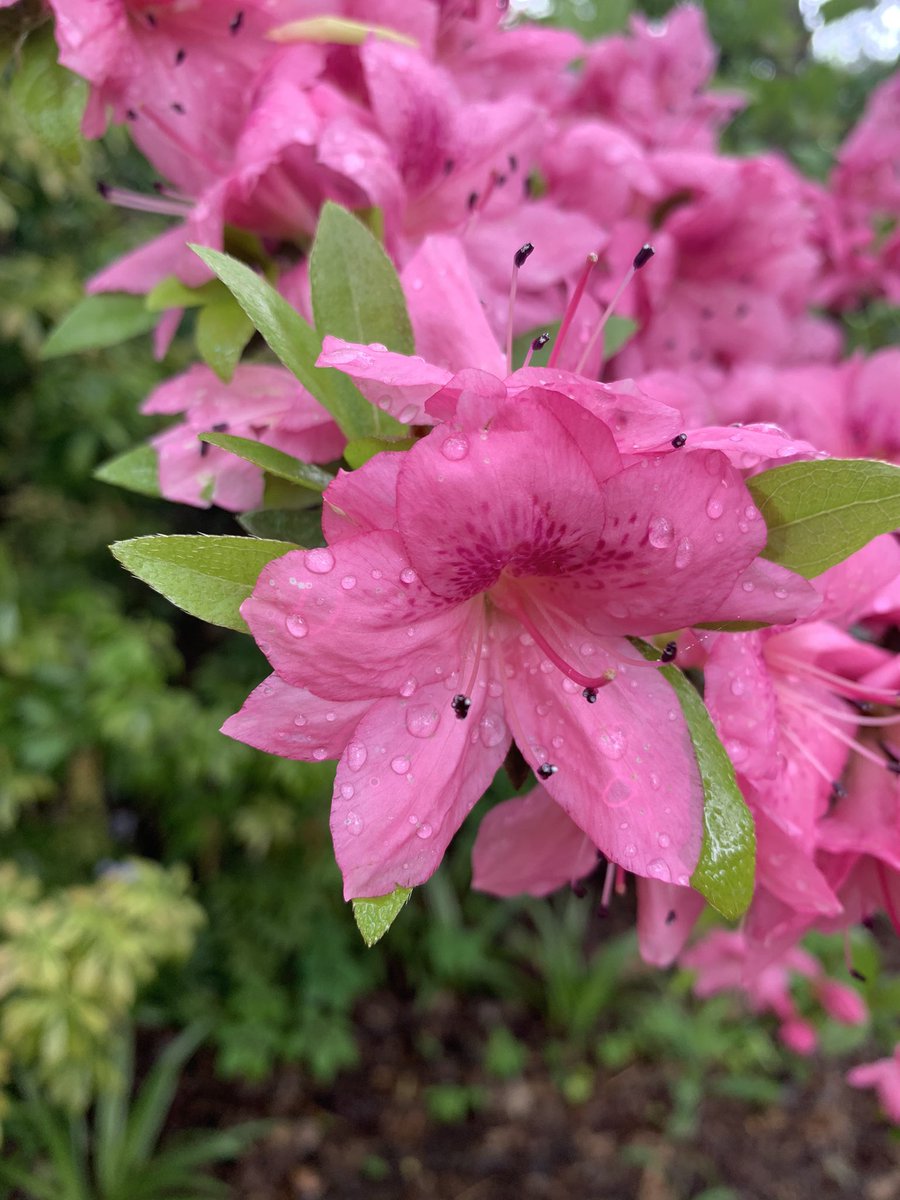 WDCGardener's tweet photo. Azaleas at #brooksidegardens - see more local azalea viewing spots at https://t.co/ONDYQdoJx3 #gardendc #azaleas #azaleasinbloom #azaleaseason #dmv #publicgardens 🌺 #flowers #flowerreport #flowerlover https://t.co/3HCUHbFf7Z
