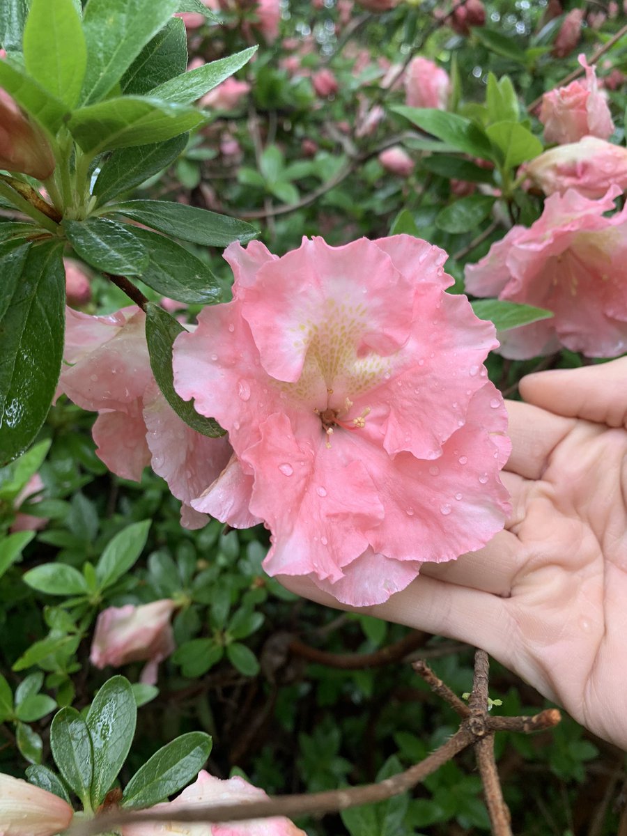 WDCGardener's tweet photo. Azaleas at #brooksidegardens - see more local azalea viewing spots at https://t.co/ONDYQdoJx3 #gardendc #azaleas #azaleasinbloom #azaleaseason #dmv #publicgardens 🌺 #flowers #flowerreport #flowerlover https://t.co/3HCUHbFf7Z
