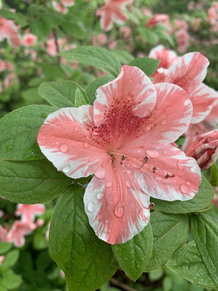 WDCGardener's tweet photo. Azaleas at #brooksidegardens - see more local azalea viewing spots at https://t.co/ONDYQdoJx3 #gardendc #azaleas #azaleasinbloom #azaleaseason #dmv #publicgardens 🌺 #flowers #flowerreport #flowerlover https://t.co/3HCUHbFf7Z