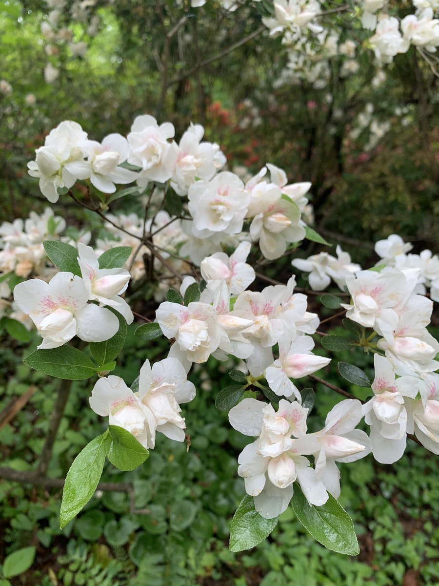 WDCGardener's tweet photo. Azaleas at #brooksidegardens - see more local azalea viewing spots at https://t.co/ONDYQdoJx3 #gardendc #azaleas #azaleasinbloom #azaleaseason #dmv #publicgardens 🌺 #flowers #flowerreport #flowerlover https://t.co/3HCUHbFf7Z