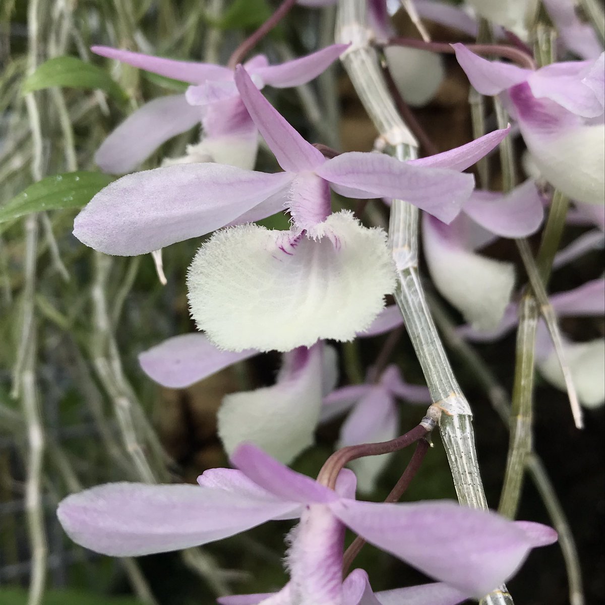 Dendrobium aphyllum flowers on almost leafless canes <a href="/TheBotanics/">Royal Botanic Garden Edinburgh</a> #RBGEhort with delicate, fragrant flowers. Undemanding to grow - variably found in both lowland and montane forests 150-1800m in Himalayas and SE Asia