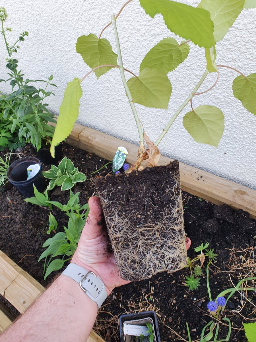Hugely pleased at the roots on my Hydrangea cutting.