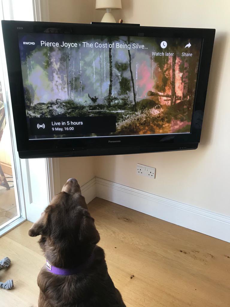 🐾What more could a dog want?🤩
Meg has just finished watching <a href="/JasperDommett/">Jasper Dommett 🏳️‍🌈🏳️‍⚧️</a>’s Opera ‘Coram Boy’ as today is the last day to watch it! She’s now waiting for the lovely <a href="/Pierce__Joyce/">Pierce Joyce</a>’s ‘The Cost of being Silver’!
#Atmospheres21 on <a href="/RWCMD/">Royal Welsh College of Music & Drama</a>’s YouTube channel NOW!
<a href="/RWCMDComposers/">RWCMD Composers</a>