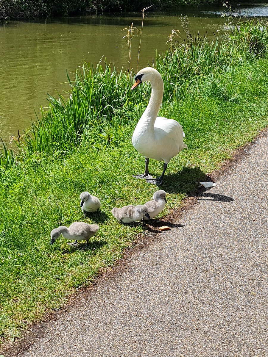 lbubb27's tweet image. 🦢💛🦢💛🦢