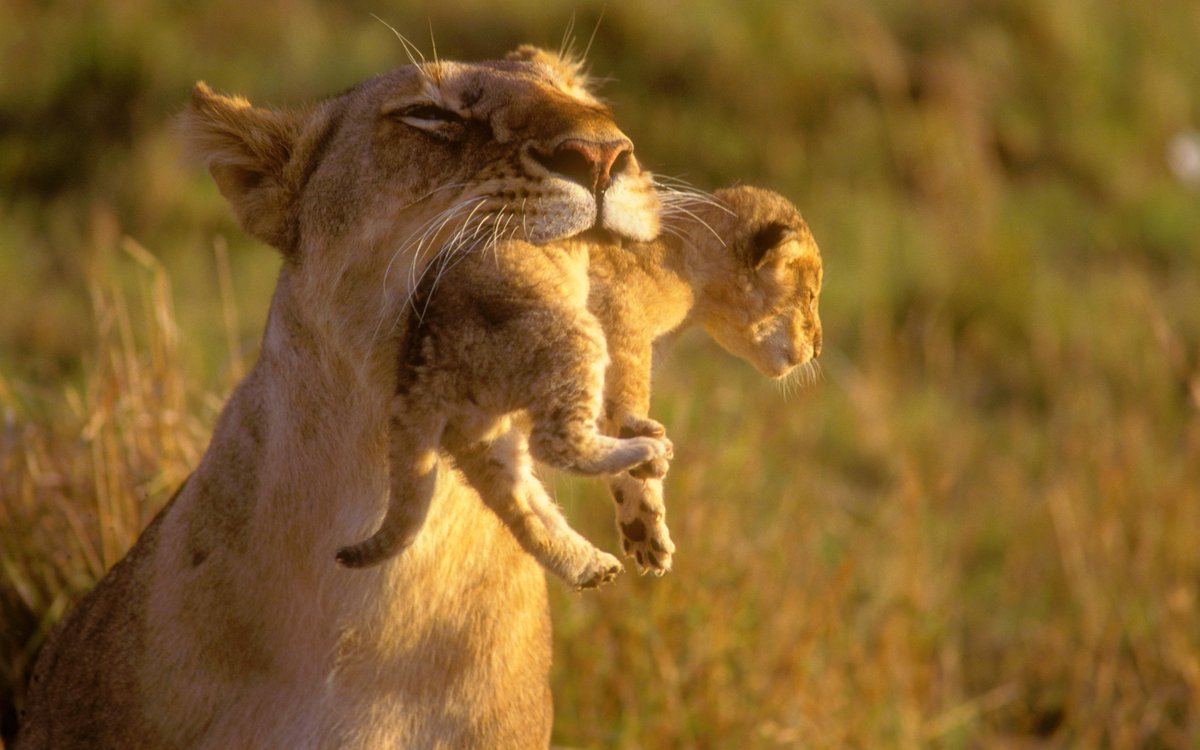 Animal Planet tweet media