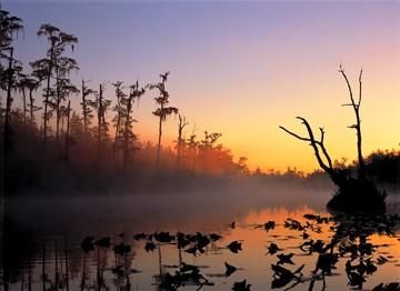 LeafPack's tweet photo. RT @PrincetonHydro: May is American Wetlands Month! Wetlands are important ecosystems - they offer many benefits to people, water quality, &amp; native species. To learn more about what your area is doing to protect wetlands, head here: https://t.co/M5B7NRB9NM https://t.co/oWZobI3JOI