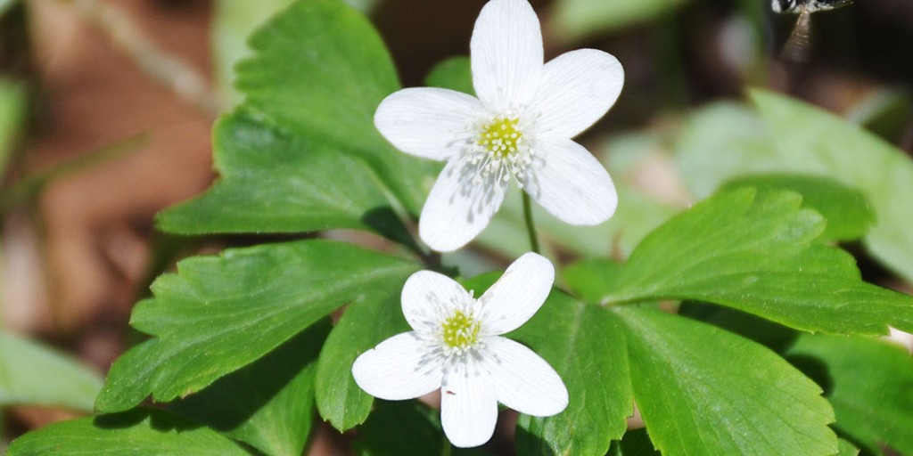 We hope your day is filled with flowers! 🌼 #JustAddNature