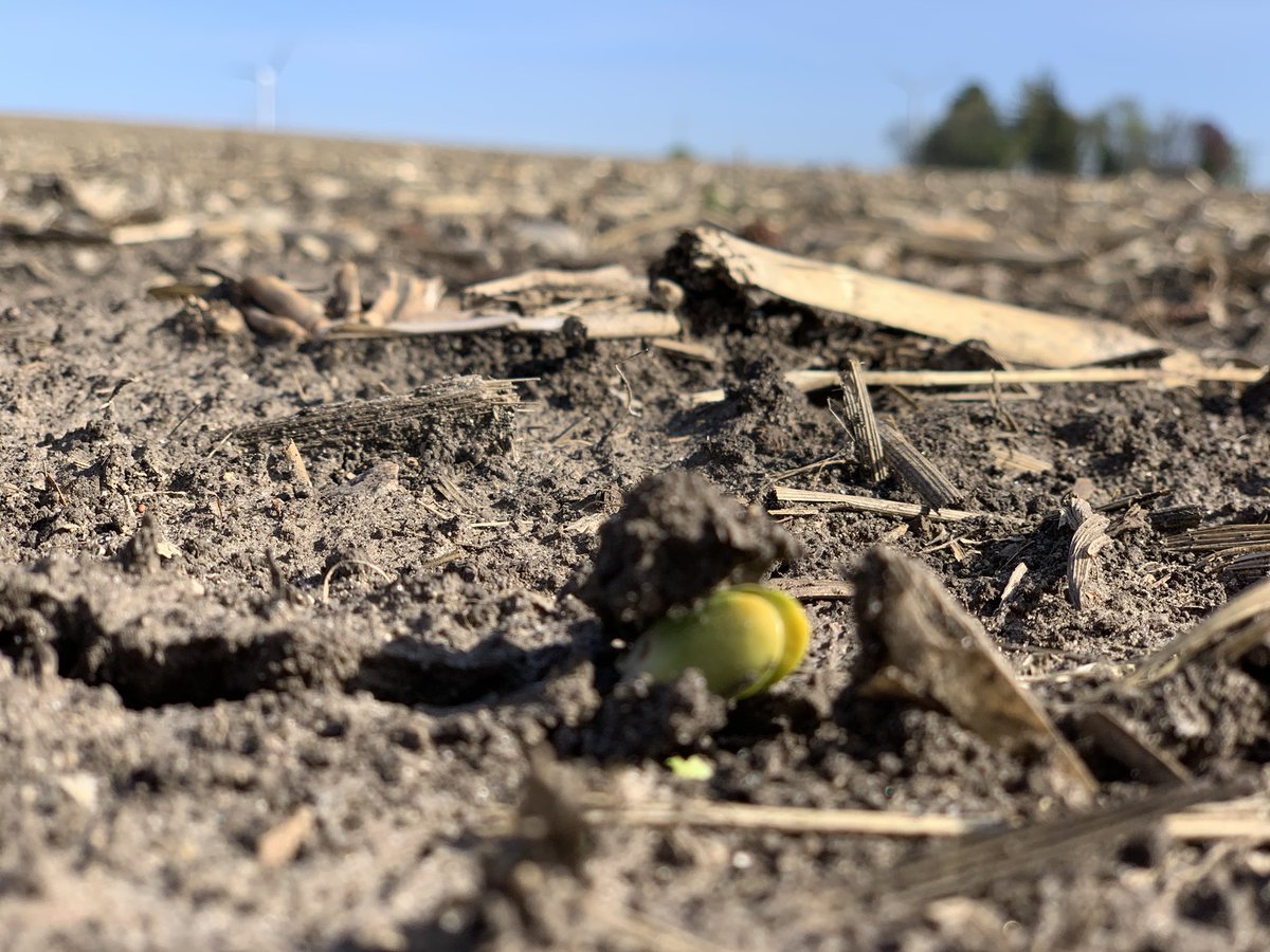 Happy Mother’s Day to all the moms out there who do the “heavy lifting” for their family like this soybean plant. Especially to my wife, <a href="/SaratogaOC/">JustAMom</a> who should enjoy this day as well! #MothersDay