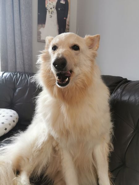 gsrescueelite's tweet photo. Sadie is 8yrs old and she is looking for child and pet free home as the children are making her anxious and she spends a lot of her time in the kitchen 
#dogs #GermanShepherd #Chepstow 
https://t.co/OA2TKcpHUl https://t.co/mvWvSOpRuX