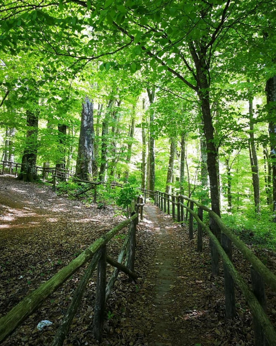 Buona domenica dalla Faggeta Vetusta dei Monti Cimini. 
Sapete che questo luogo incantato nel cuore della Tuscia è un sito UNESCO ed anche una delle dieci faggete italiane facenti parte del “sito diffuso delle faggete secolari”? 
Due validi motivi per visitarla, non…