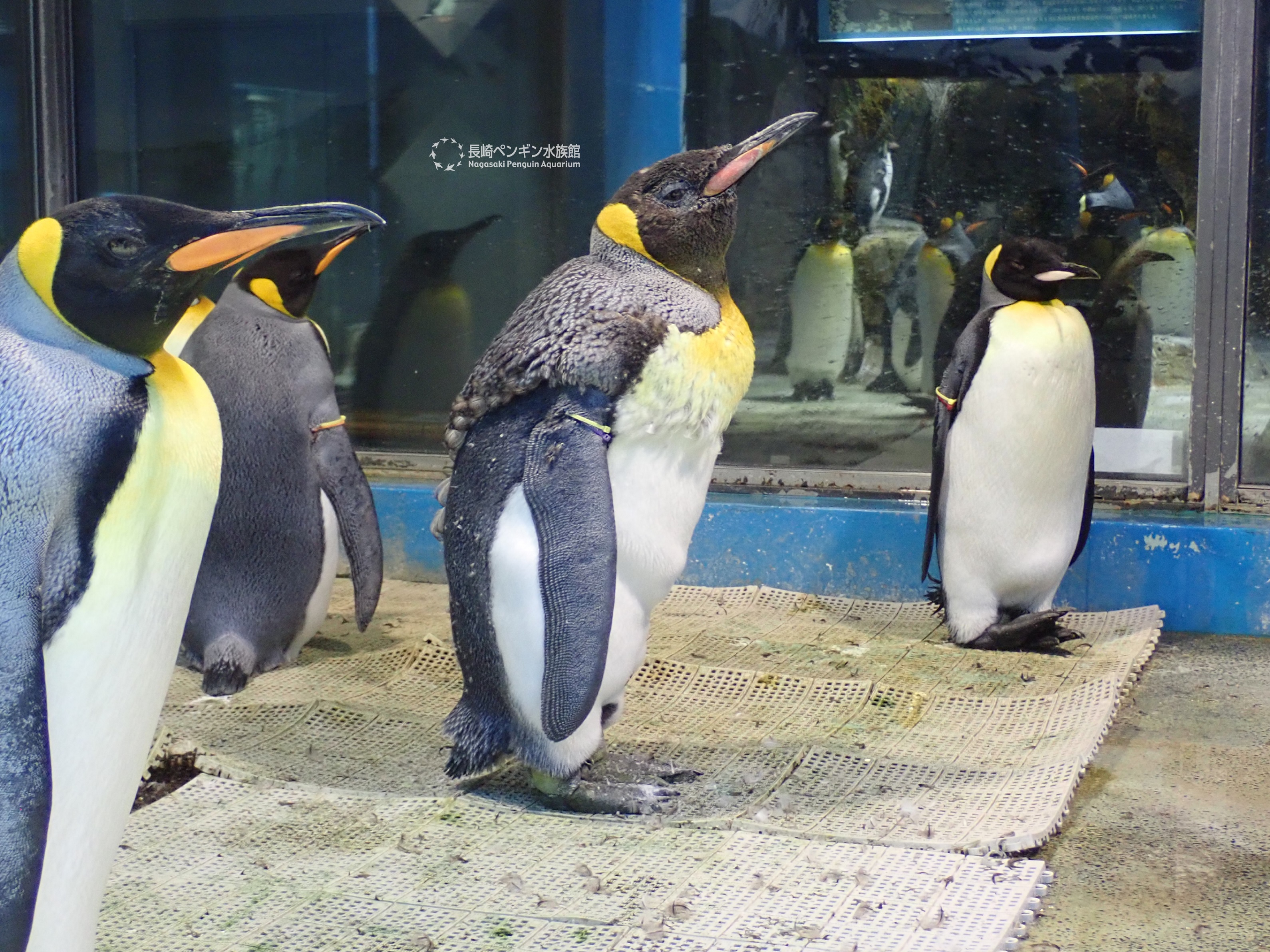 長崎ペンギン水族館 公式 メタボなペンギン 違います 換羽を行うには体力が必要なので 換羽 前にたくさんエサを食べて太ってから換羽します 中央のキングペンギンは換羽がだいぶ進んでいます 換羽が終わるとたるんだお腹もあっという間に元に戻り