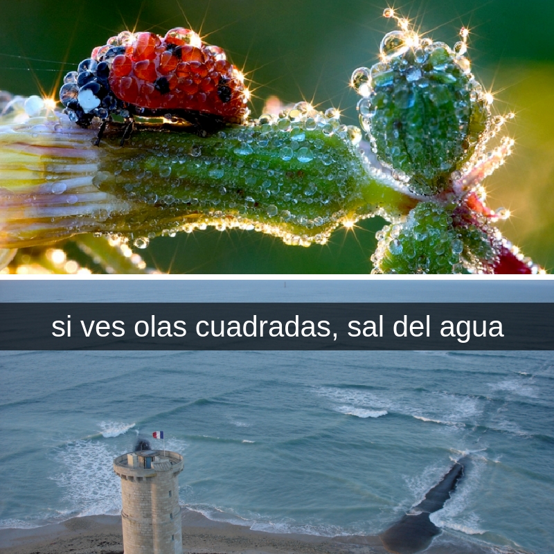 sauce_opossum's tweet photo. No creerán que estas asombrosas ocurrencias son reales y mucho más comunes de lo que imaginan 🌪️😱