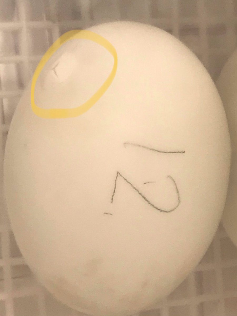 SSES Grade One tweet media