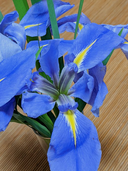 菖蒲 高画質 のtwitterイラスト検索結果 古い順