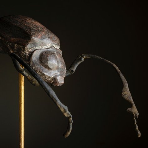 Keiki Fukui 福井敬貴さん がハッシュタグ 虫 をつけたツイート一覧 1 Whotwi グラフィカルtwitter分析