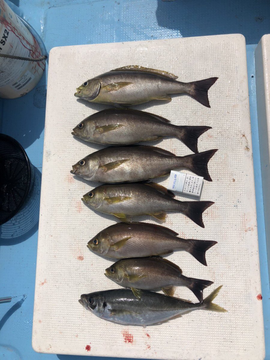 第七隆成丸 本日はイサキ釣りへ 漁場に着き次第 爆釣 キロ前後のイサキばかり ただうねりが高く 泣く泣く波裏へ アジも一番大きいものは45cmありました これからイサキ釣りが面白い季節になってきます 脂が乗っており美味しいです タックルやエサ