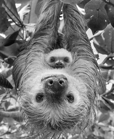 womensart1's tweet photo. 'Sloth mother and young' by Suzi Eszterhas, award-winning wildlife photographer known for documenting animal family groups #womensart https://t.co/9JtPxFdD6H