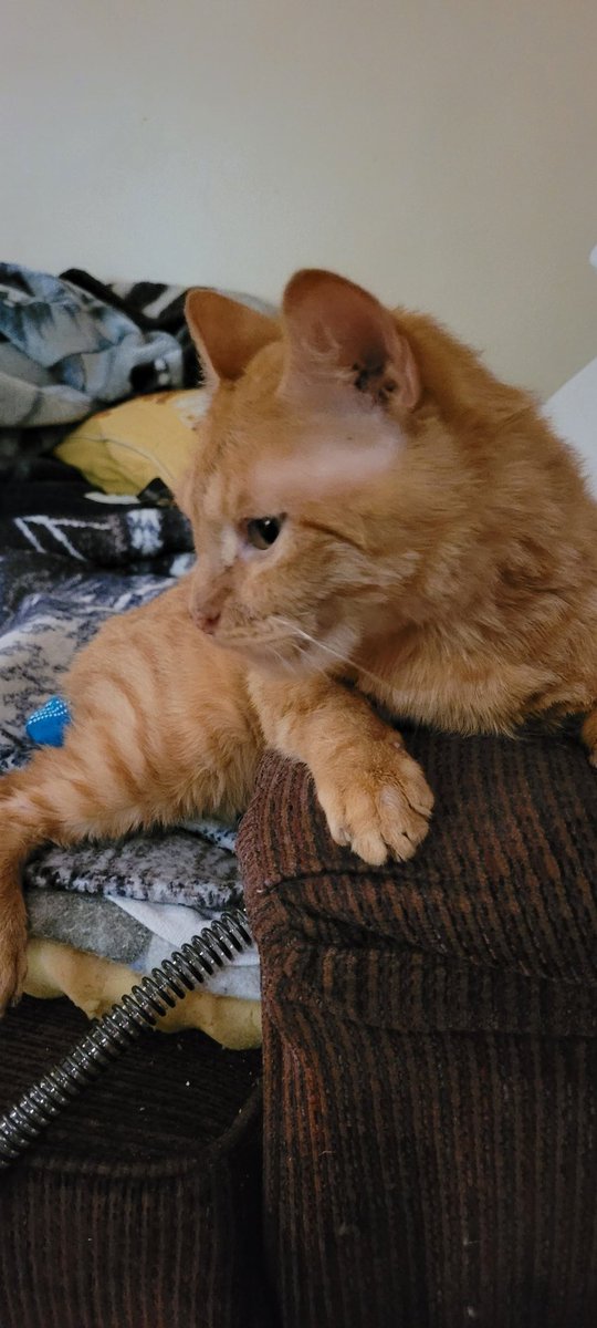 lynnslagle42's tweet photo. We are up super early.Mommy is leaving for work and I am just up and good mood this morning. Mommy gave me some awesome scratches and loves before she leaves. I will sleep in her bed for awhile. #cerebellarhypoplasia #chlove #wobblykitty #chkitty #workinmommy #stayhomewithme https://t.co/WQvjCC2k4O