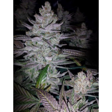 CallMrClone's tweet photo. We have successfully crossed some of the rare and popular strains together to make purple pie strain. Shop today! https://t.co/TVLN91Bxni
#PurplePieStrain https://t.co/oJZvIMAMUp
