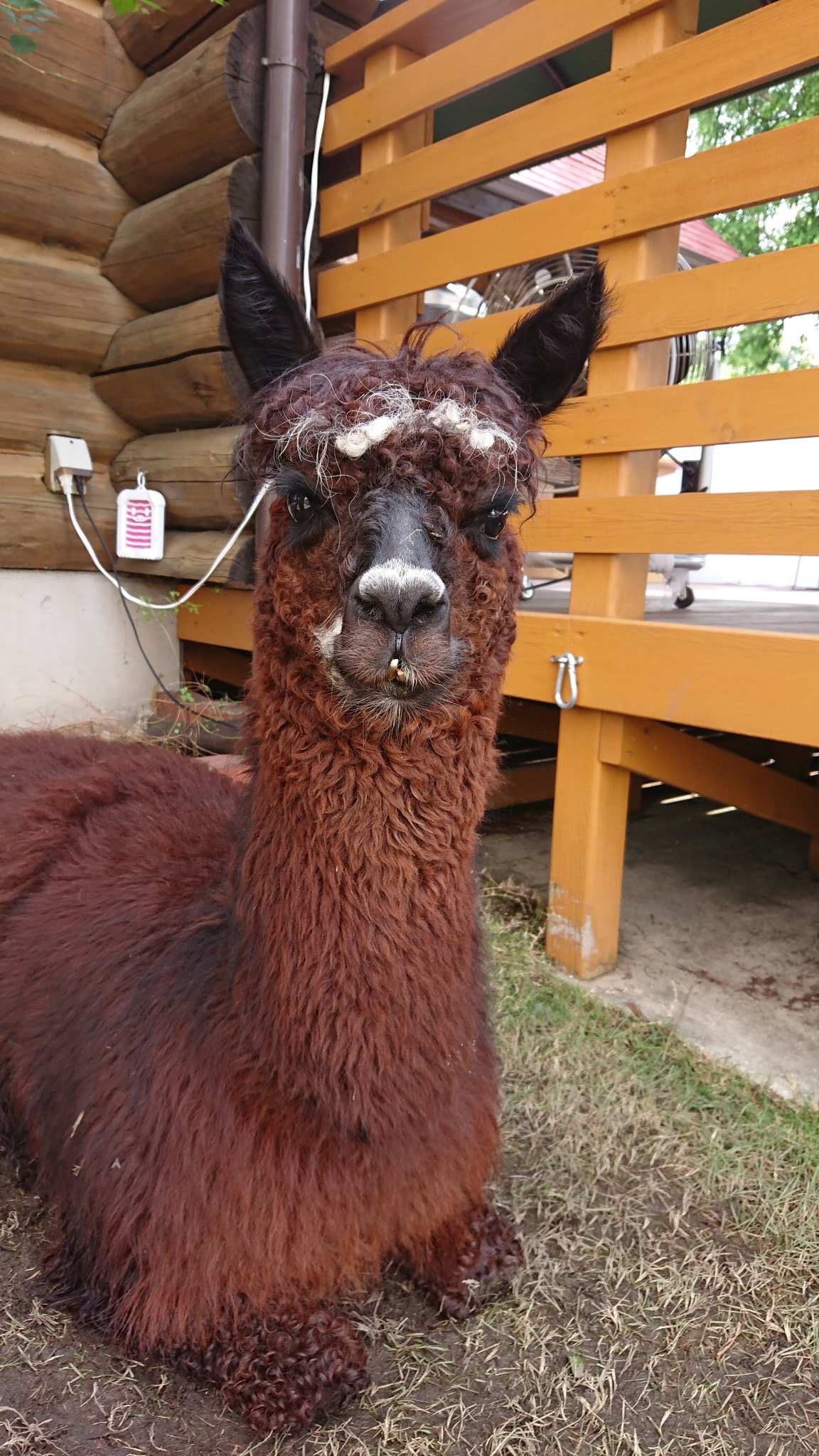 Alpaca Balloon 一日遅れてしまいましたが九ちゃん ６歳おめでとう とっても優しい九ちゃん 瞳が本当に綺麗で走る姿は本当にかっこいい イケメン九ちゃんの子供 楽しみだなぁ アルパカに会えるバルーンやさん アルパカパカ アルパカ