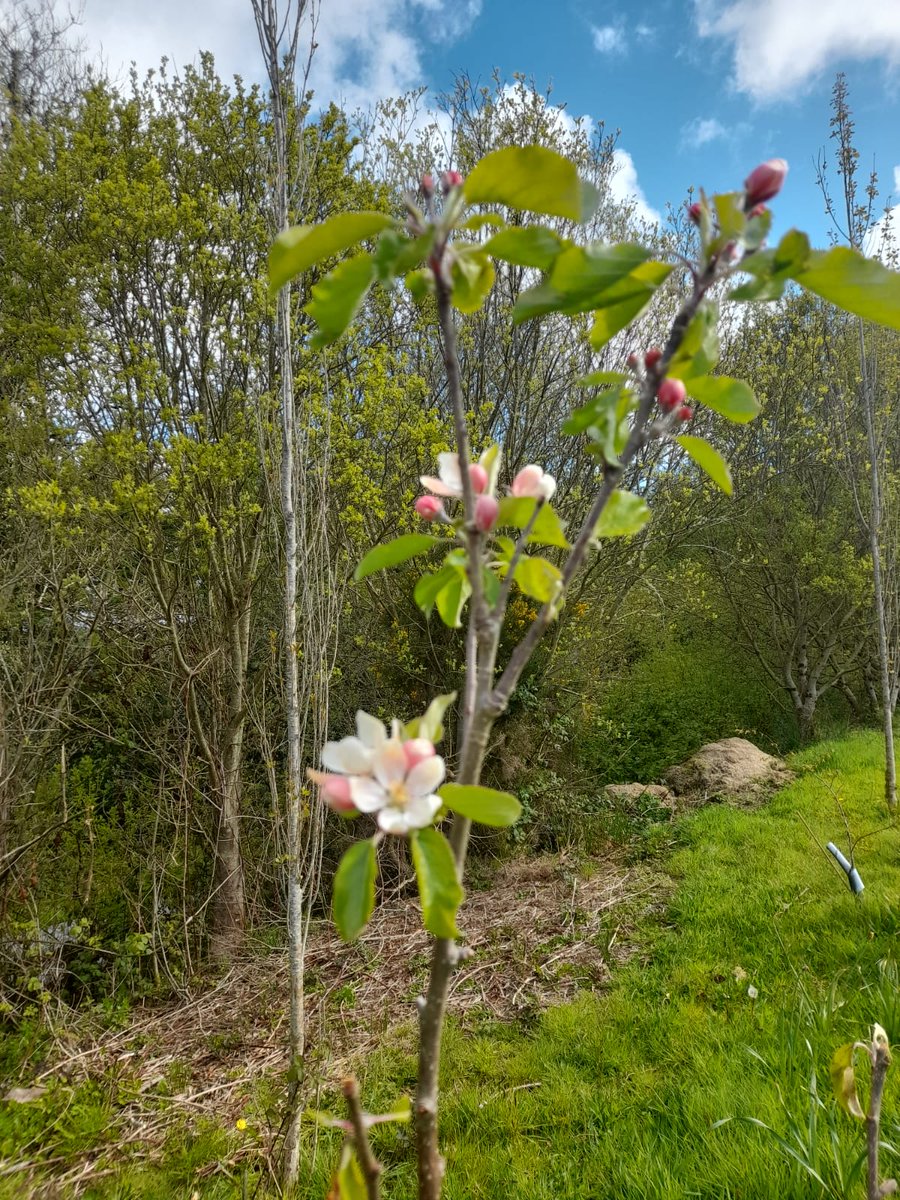 Deer/Hares have done their best to destroy the apple trees I planted last year. But they struggle on. 🤞
